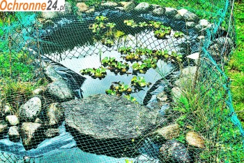  Oczko wodne - zabezpieczenie oczka wodnego w ogrodzie 