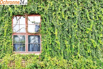  Siatka na ścianę — Idealna dla roślin pnących 
